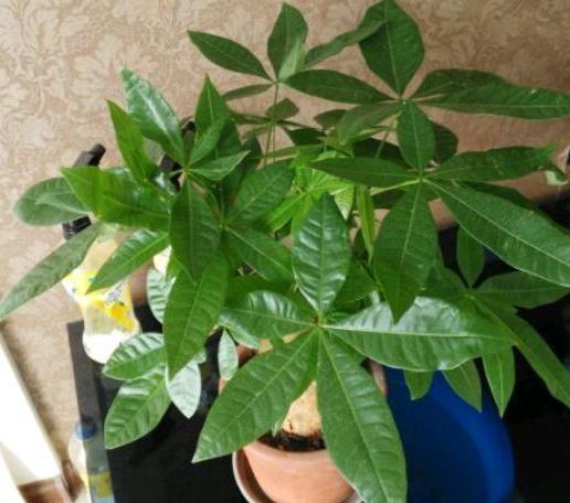 盆栽文竹、吊兰、发财树，枝叶过密招蚊虫该怎么办剪剪就变美