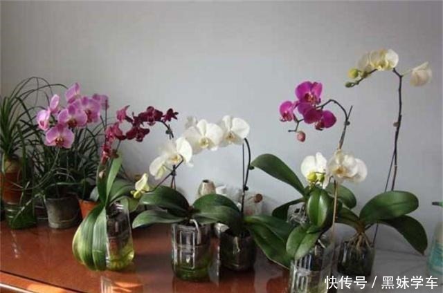 蝴蝶兰凋零别扔！用半水耕法，几个月后就“兰开二度”，超惊喜！