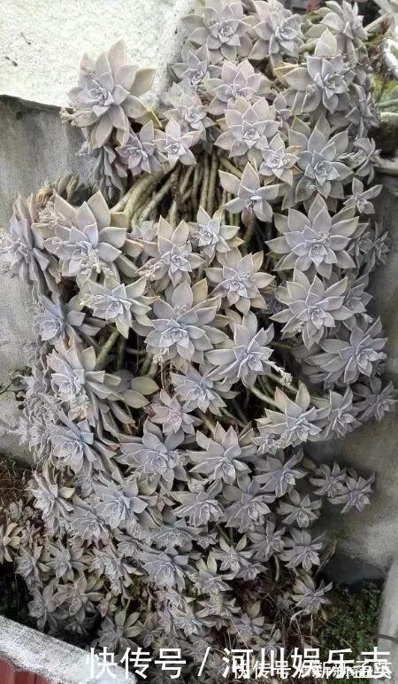 养护|路上遇这“三种花”马上挖回家，遇水易疯长，古代大户人家最爱养