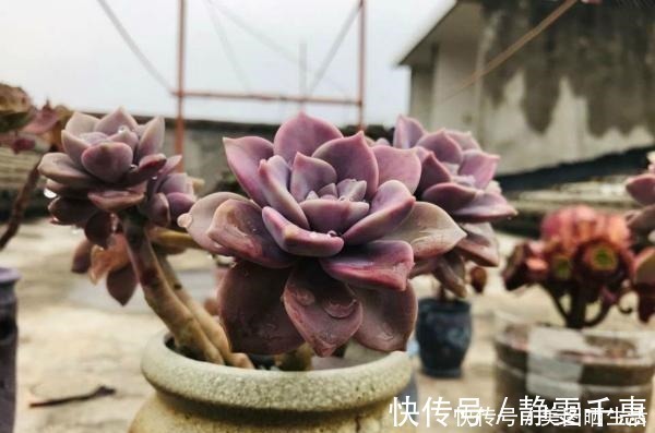 普货|她养多肉,专选“大普货”,养成独特“怪老桩”,大家都夸赞!