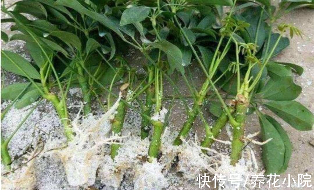 成活率|自制“生根水”,扦插花卉泡一下,生根速度快,成活率高