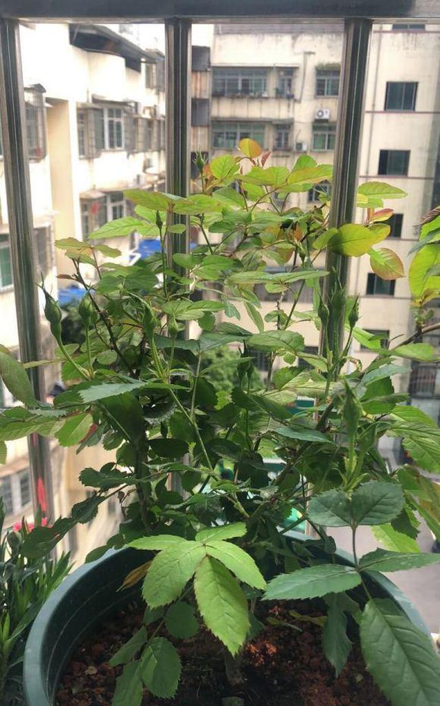 月季花是“肥篓子”，老花农教你巧用肥，新笋猛长，花苞猛开