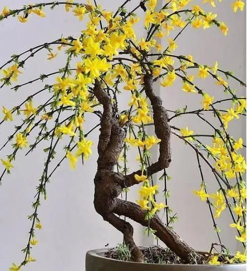 漂亮|3种花,漂亮又好养,越养越“值钱”,养10盆也不嫌多