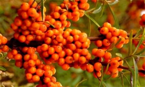 豌豆苗|吃了不后悔的食物，推荐给你，美容养颜，减肥瘦身，气色更红润