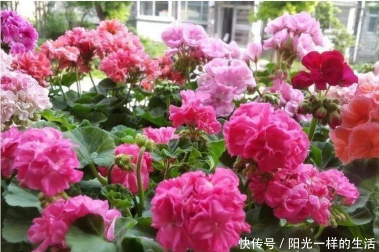 朱瑾花|适合冬天养护的4种花,花朵硕大花量大,美轮美奂