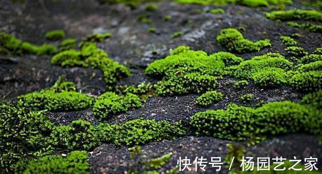 成品|用苔藓做“盆景”,投入不过油钱,成品价格不菲