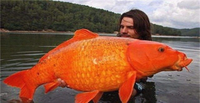 亚洲|亚洲鲤鱼泛滥全世界,在美国胖成100斤,中国吃货:成精了吧