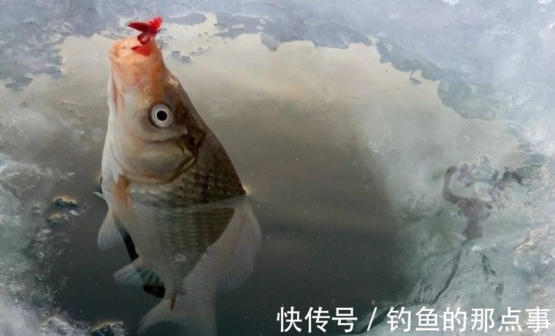 饵料|冬天再冷,只需谨记这五点,保证让你不想再“封竿”,不学就亏