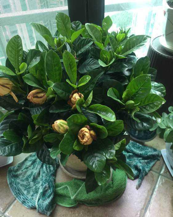 秋天3种花，千万不要买，买了难养活，白白浪费钱