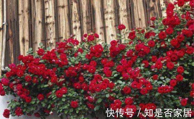 院子|养花，家都有一个小院子，种着各种各样的花，真是太迷人了