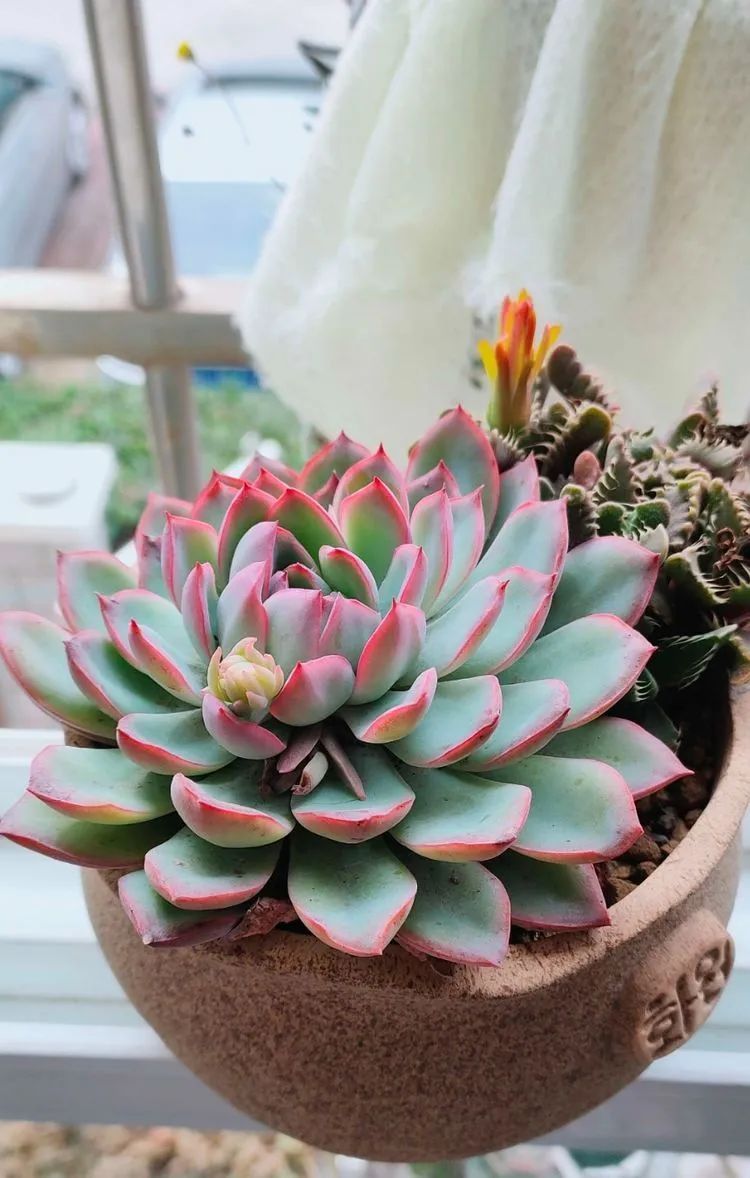 爱自己、爱家人、爱生活、爱多肉,因为有爱我便无惧风浪!