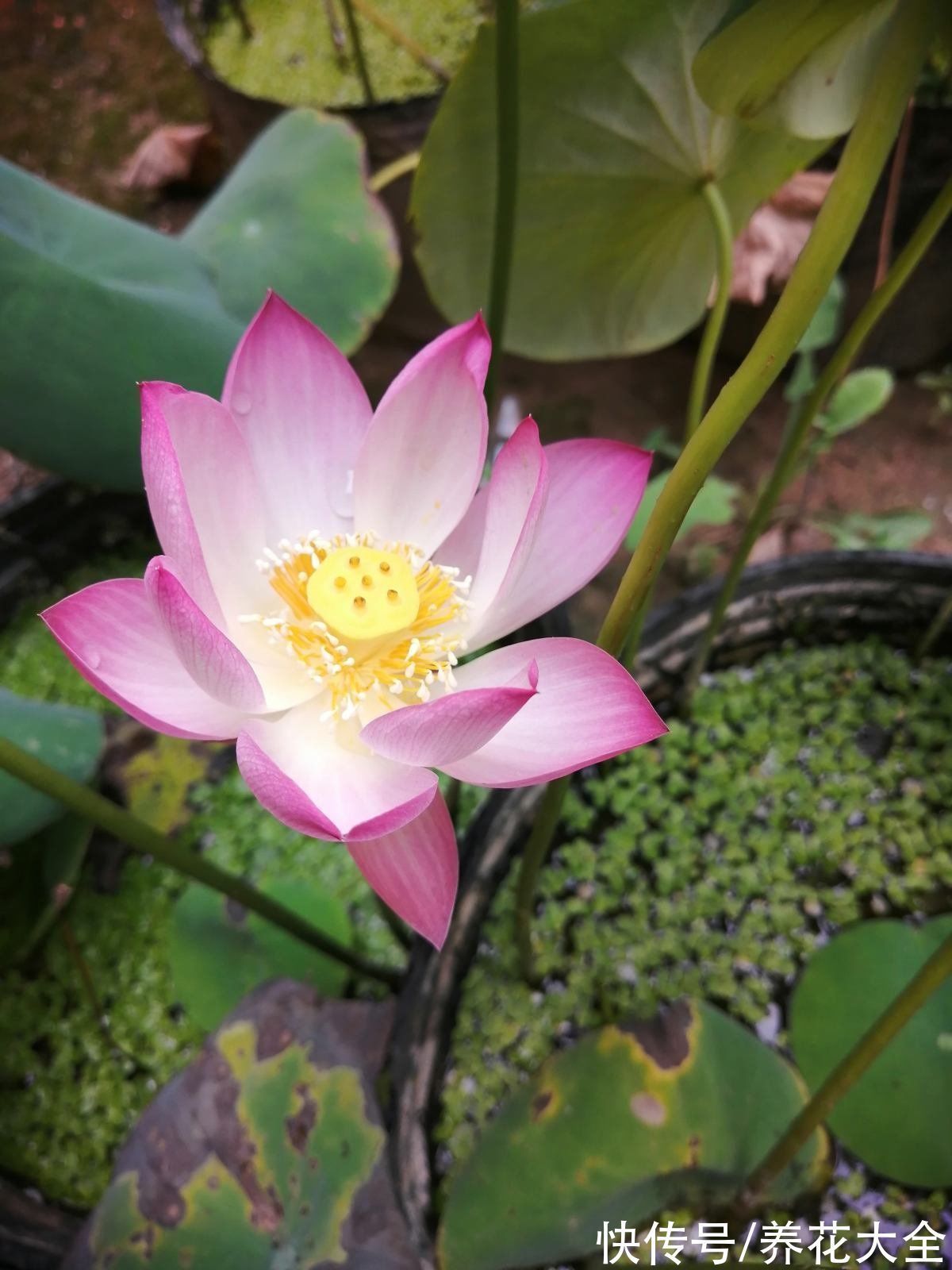 民间流传不吉利的花,敢养的人太少,你养过几种?