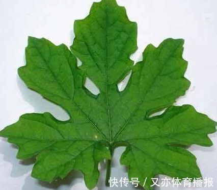 叶子|以下叶子是女人的最爱,拿来泡水,每天一杯,美容养颜、燃烧脂肪