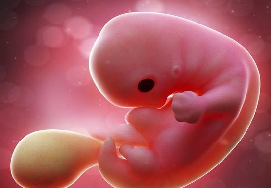 发育|可以看见胎芽,大约是怀孕多少周了?