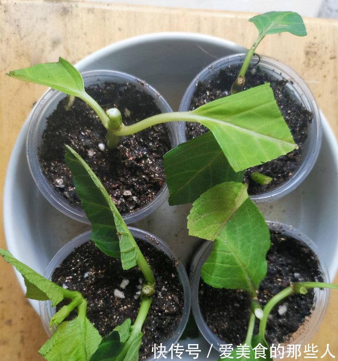 路上看到“三种花”，择点枝带回家，温度低易生根“繁殖”一大群