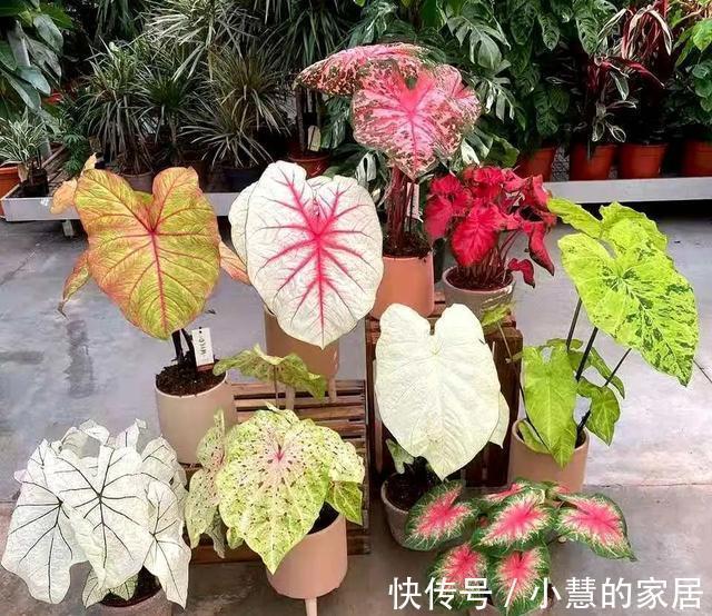 公认的“12种耐阴花”,有点散光就能长,花叶俱美有格调