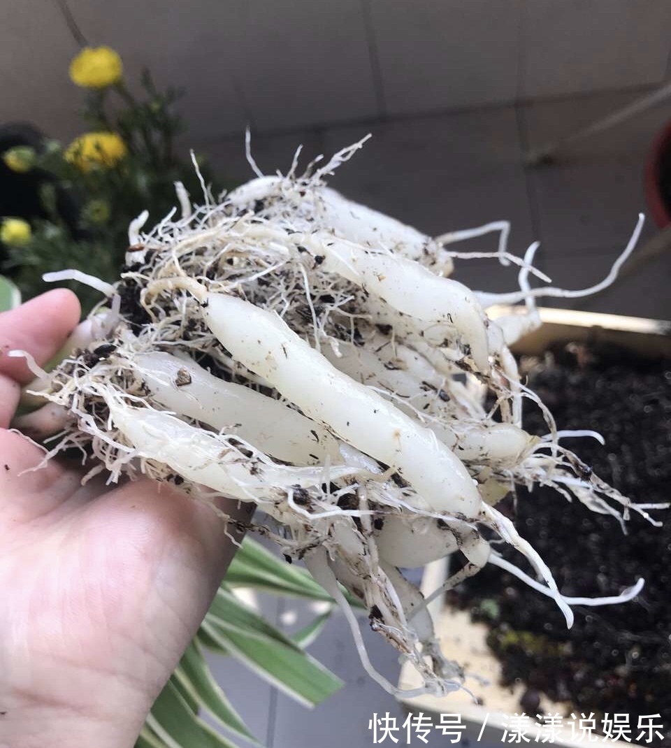 生根|秋天养花，用到2种“生根剂”，花卉长出“胡须根”，一学就会