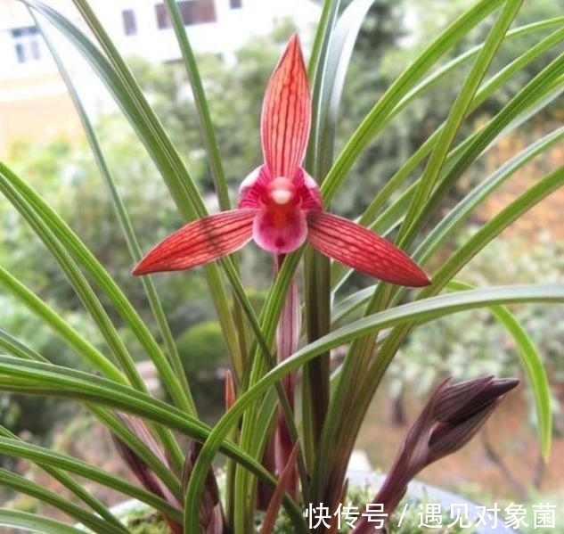 醉红素兰花|“云南色花之王”醉红素，花色顶级，香味持久，开花后自带仙气