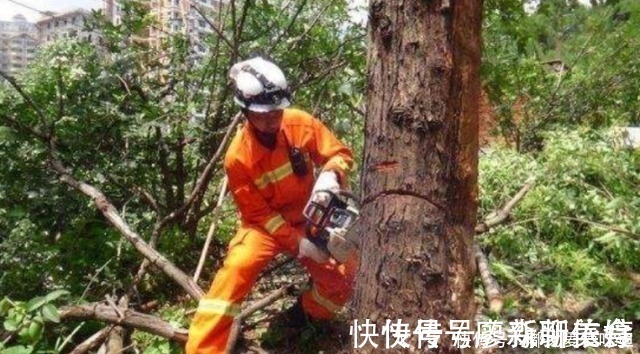 锯子$柬埔寨独特砍树方式,不靠锯子全靠什么?网友:太少见了!