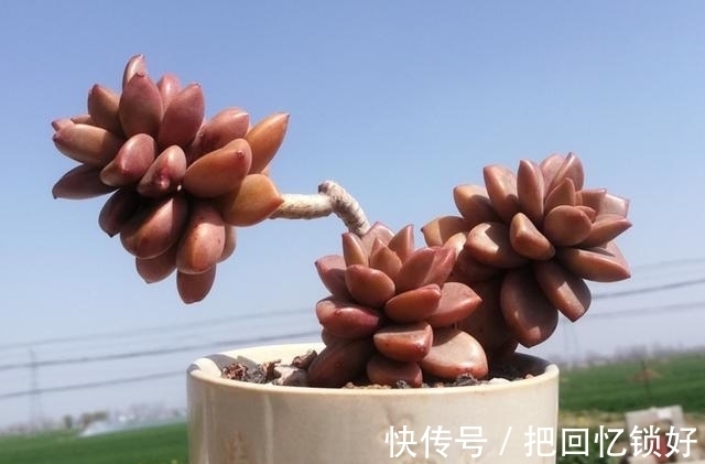 多肉大普货姬胧月，养的人不少养好的却不多，阳台党要慎选