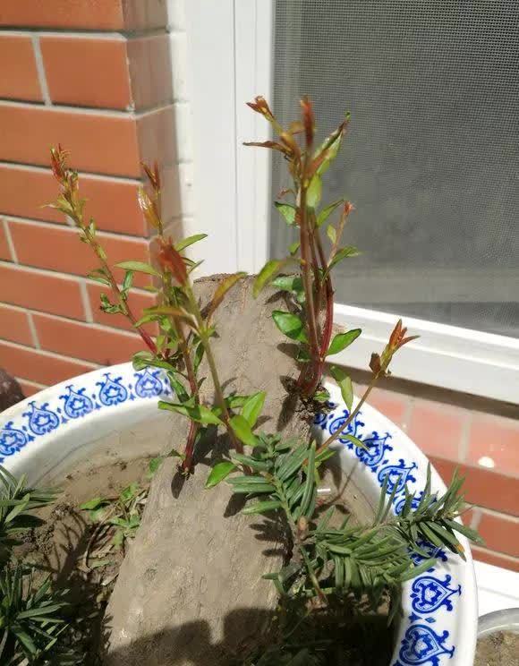 剪根粗枝插土里，2周能生根，一年长成大老桩