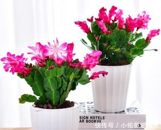 养人|客厅养花别乱养,3种花最合适,最后一种镇宅、聚财又养人