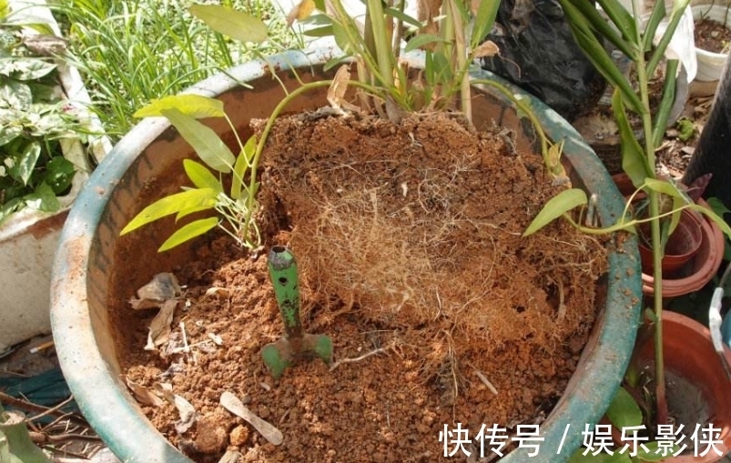 红砖|路边上的3样“玩意”,丢盆里,让土壤10年不板结,花卉蹭蹭长!
