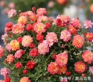 月季|此花花朵五颜六色,四季花开不停,比绿萝还好养,是盆栽佳品!