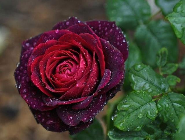 有3种香味的月季,北方也能露养,花色浓艳、神秘,四季花开不断