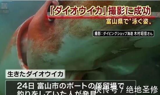 大王乌贼究竟是有多庞大,看完你还敢去