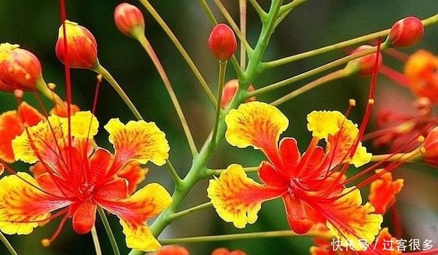 喜欢牡丹,不如养盆森之炎,花开如火舞凤凰,艳丽多姿,妩媚妖娆