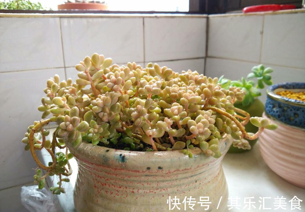 多肉植物秋丽总掉叶？没照顾好这3方面，难怪盆栽颜值不高