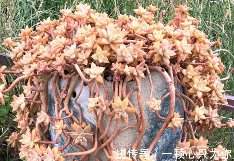 多肉|橙色恋人——叶形像胧月,颜色像布丁的多肉,我觉得你多半没养过