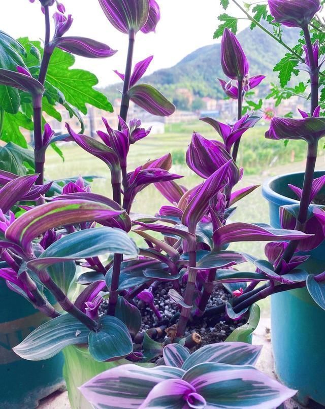 爱花就养一盆“网红吊兰”,叶片自带甜蜜梦幻,比吊兰大气上档次