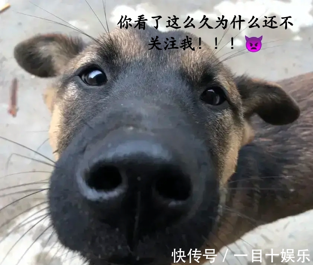 |神段子:笑死人了,白居易为什么写了《琵琶行》但是不娶琵琶女?