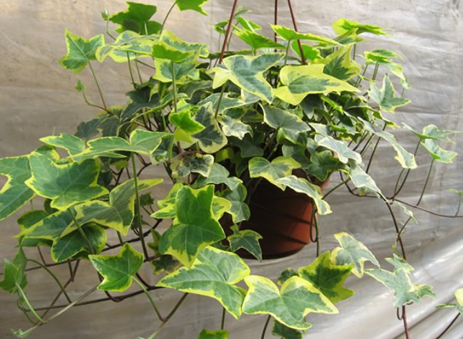 绿萝|5种会生“气根”的植物，想要扦插剪下来，埋土里就成活