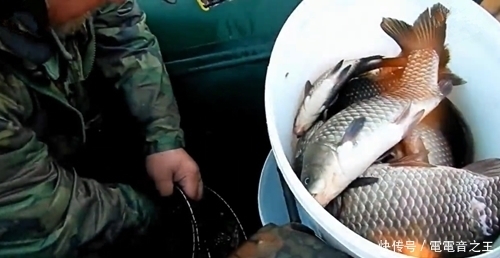 野钓大板鲫,每一条都大,鱼获让人眼红,四五个小时就得几十条鱼