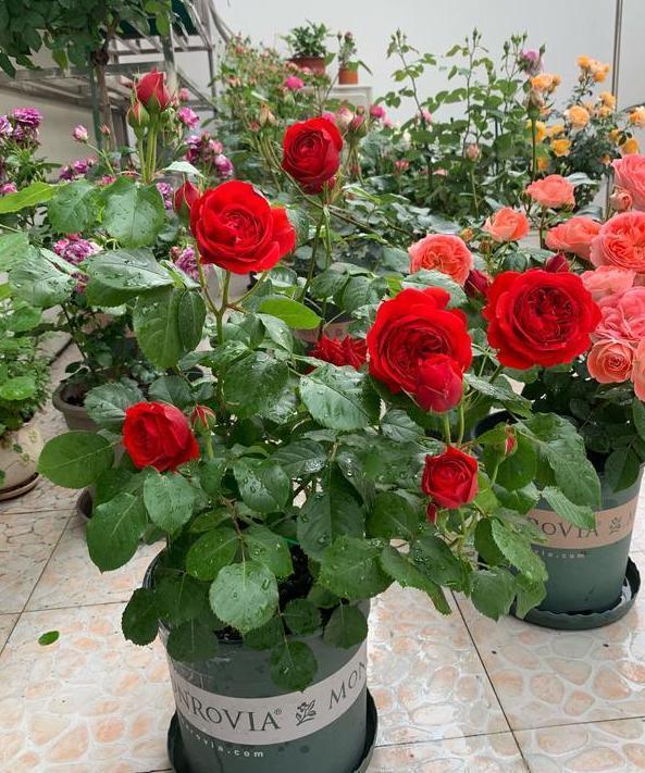 喜欢养花就盆栽月季,此款花期长、易爆盆,一株苗开出多色花