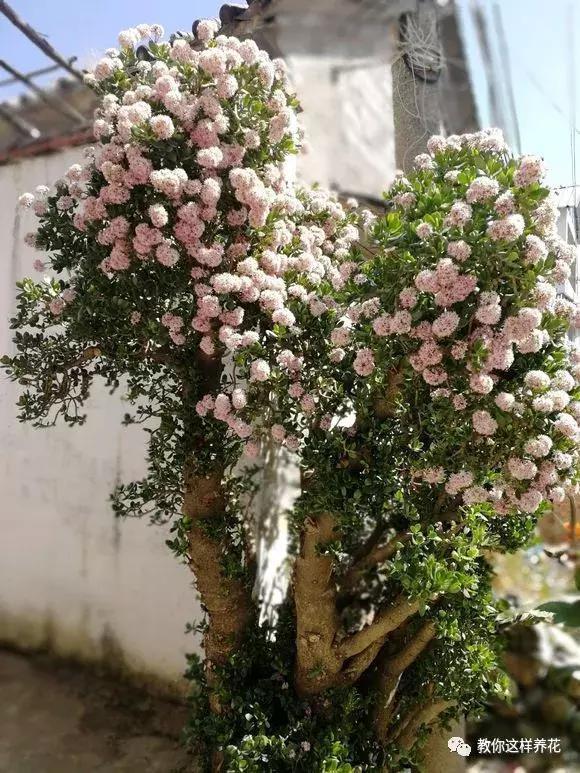 好事|4种花有灵性,平时难开花,一有好事就开花!