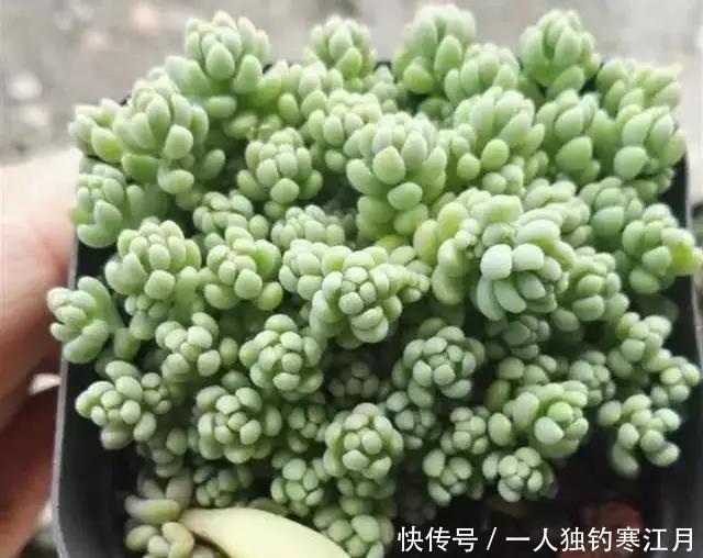 6招教你判断多肉是否缺水,掌握4季浇水法则