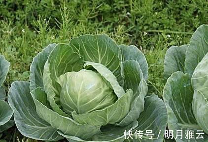 维生素c|尿酸高不要慌, 常吃这几种食物, 促进尿酸排泄, 痛风不来扰!