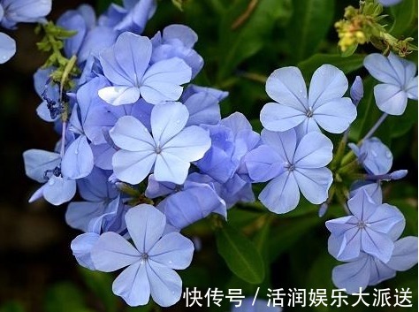 喜欢菊花,不如养盆“牡丹名品”岛大臣,花团锦簇,娇艳多姿!