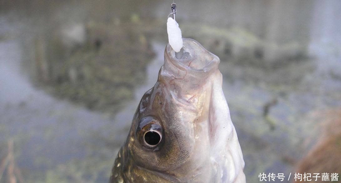 提竿是快了好还是慢了好?标准答案这么一说,才发现我也想错了