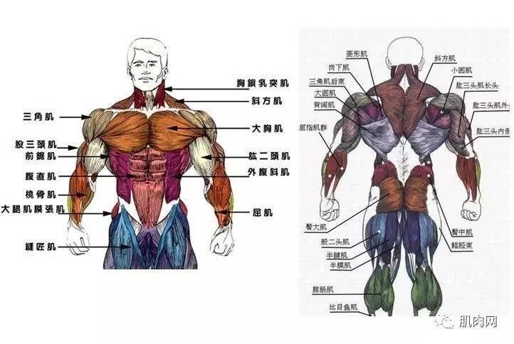 各个部位肌肉名称图解