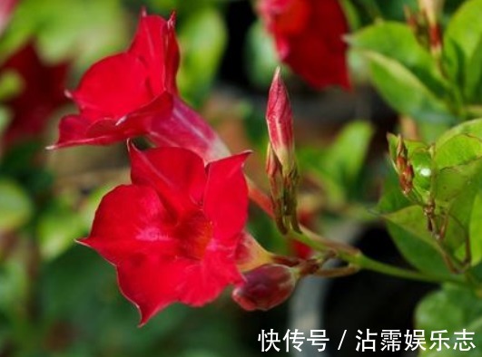 扦插|家有小院，种这些耐旱植物，沾点水就爆盆，懒人超好养，绚丽多彩