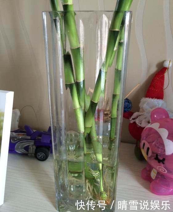 富贵竹不生根一种“液体”泡10天,冒出一圈小白根,越长越精神