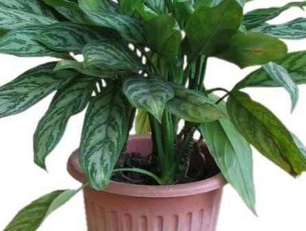 空气|这3种绿植号称天然的空气净化器,放在厨房太合适了!