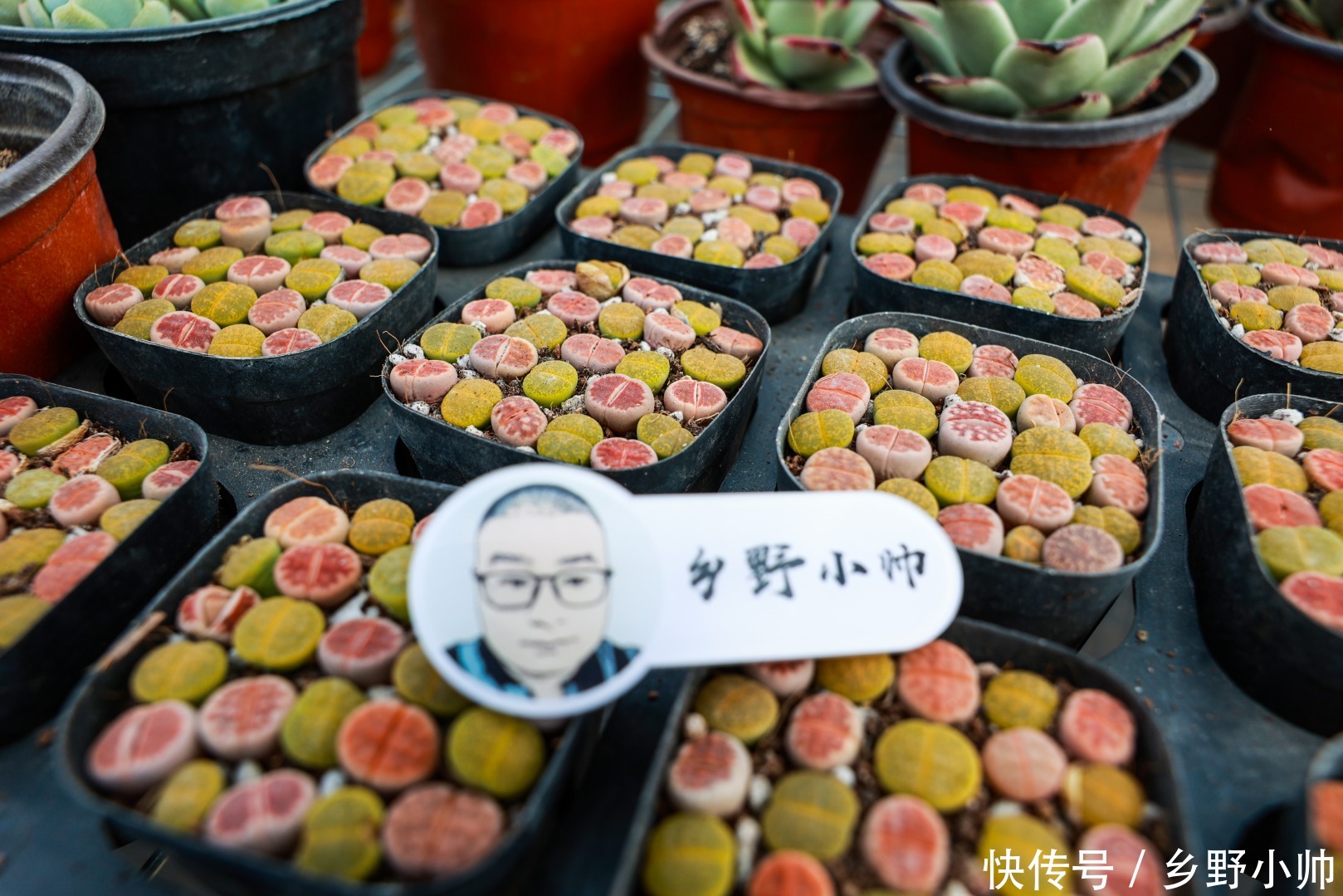 小帅|多肉适合虐养，越虐越好看，浇水篇