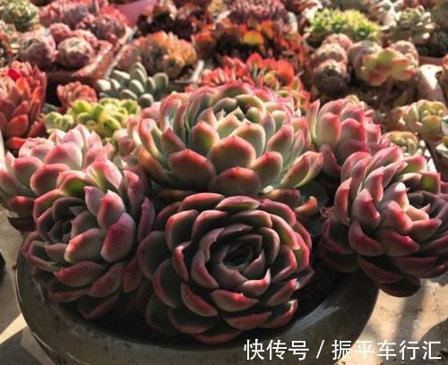 土壤|家里养花,2种东西掺盆里,土壤疏松透气,比淘米水强10倍!