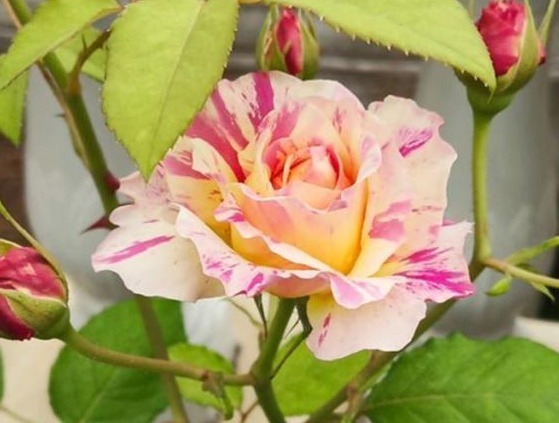 月季施肥有“讲究”,学会这“3要”,长势旺,花苞超多,花期长